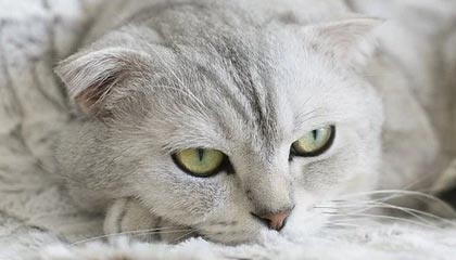 爱游戏体育_ 世界体操世界杯，展现体育之美与技巧，世界杯体操锦标赛