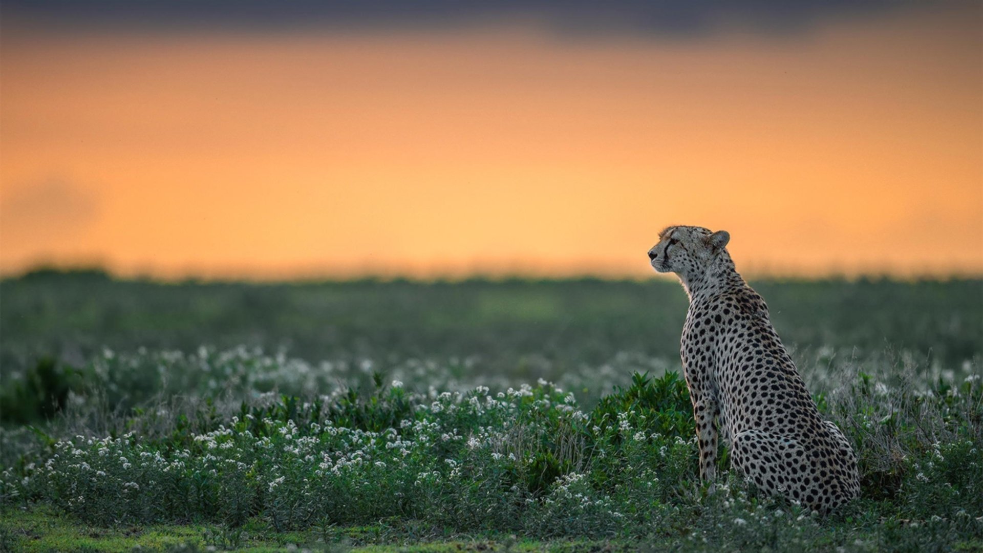 _奇才队战术调整到位,连获佳绩_,奇才队全称
