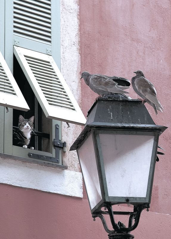 “雪域奇迹:冰雪赛段的速度传奇”,雪城奇迹视频