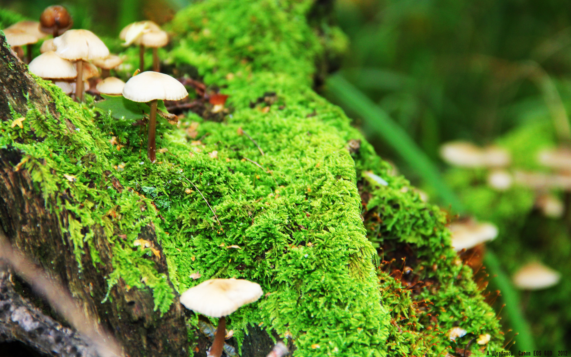 《街霸5》CPT全球总决赛与《铁拳7》世界巡回赛的格斗游戏巅峰，街霸5还是铁拳7