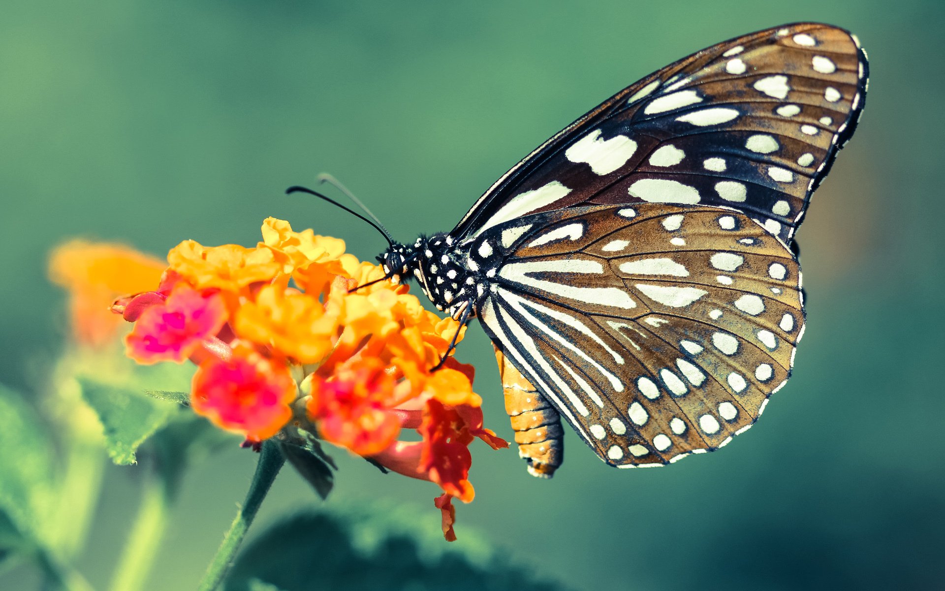 传奇“战神”归来:那些难忘的“绝杀瞬间”,战神的挑战_传奇回归