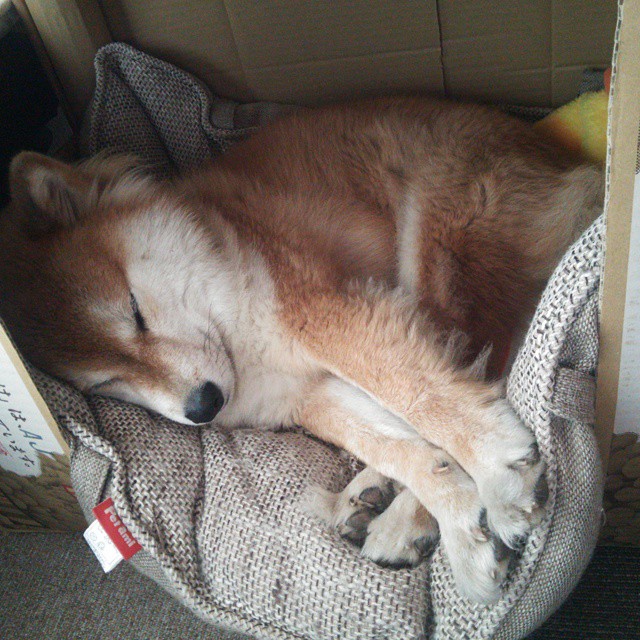 在一次经典对决中,库里连续两节投中九个三分球,带领勇士轻松取胜!