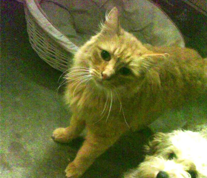 在总决赛关键时刻,库里连续命中三个远距离三分,最关键时刻的“天外飞仙”!