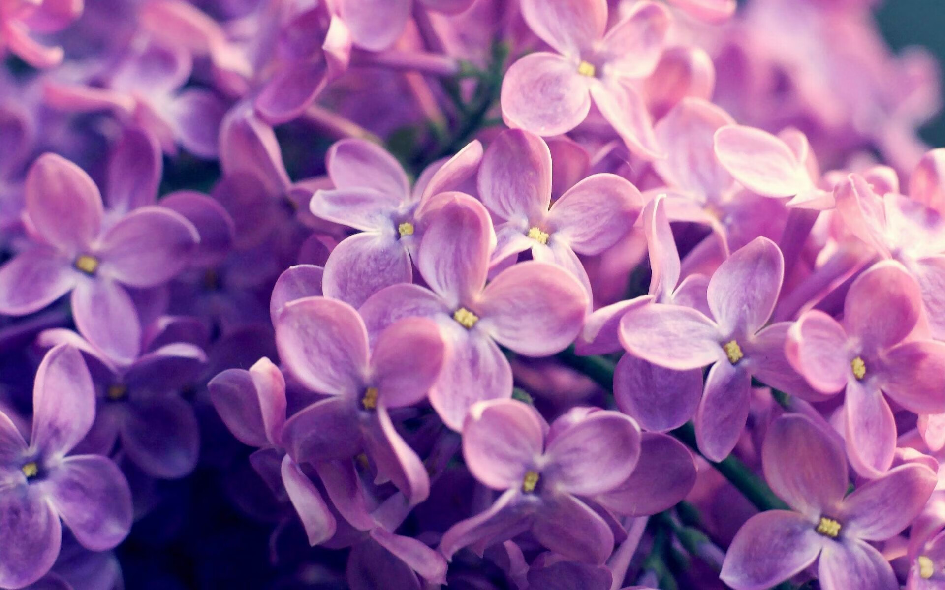 户外极速飞盘比赛，速度与技巧的碰撞，竞速飞盘