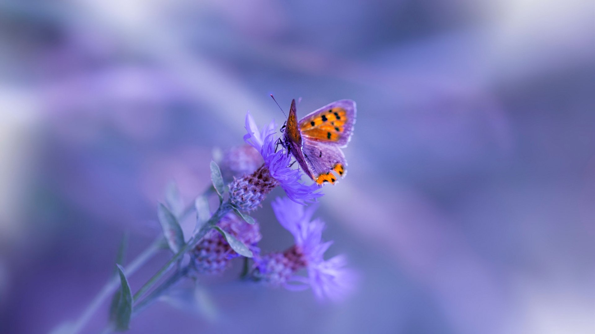 未来的F1:零排放赛车的梦想,未来f1概念车