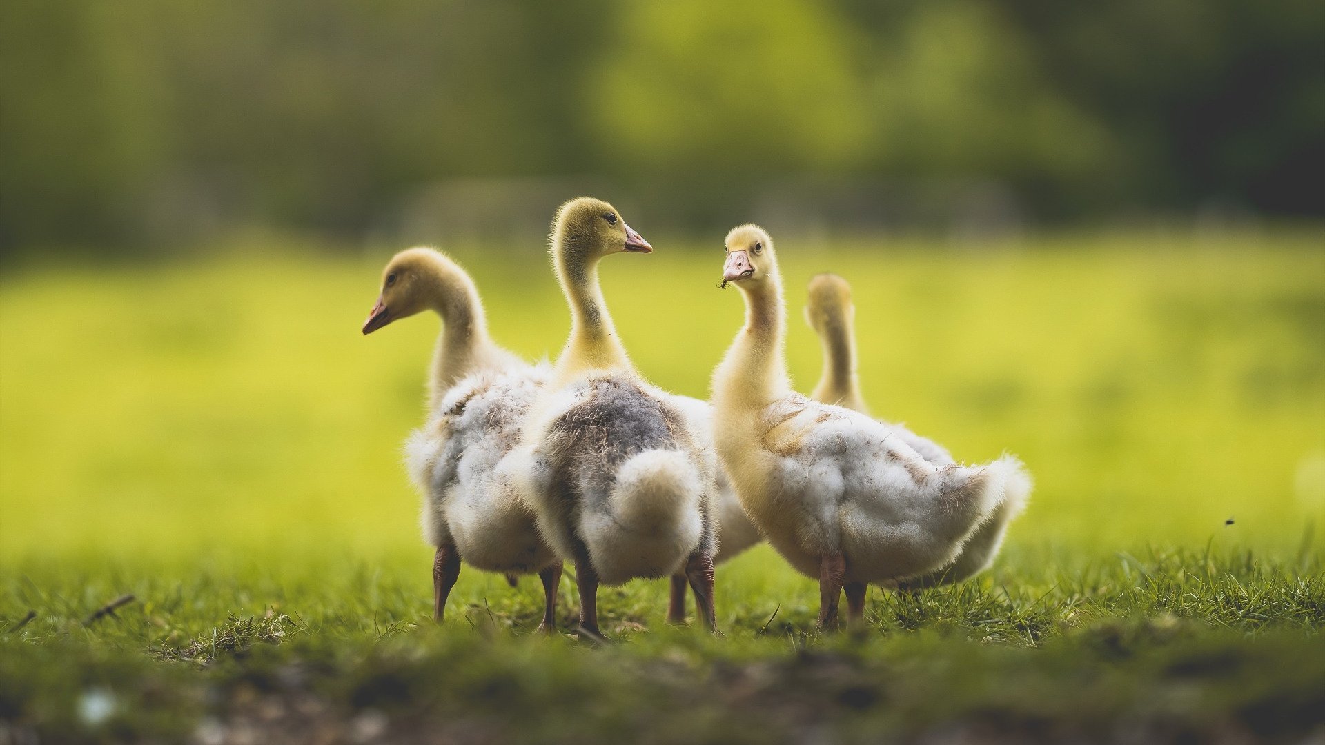 流畅的控球战术引领巴萨在西甲保持强势，巴萨控球率达81%