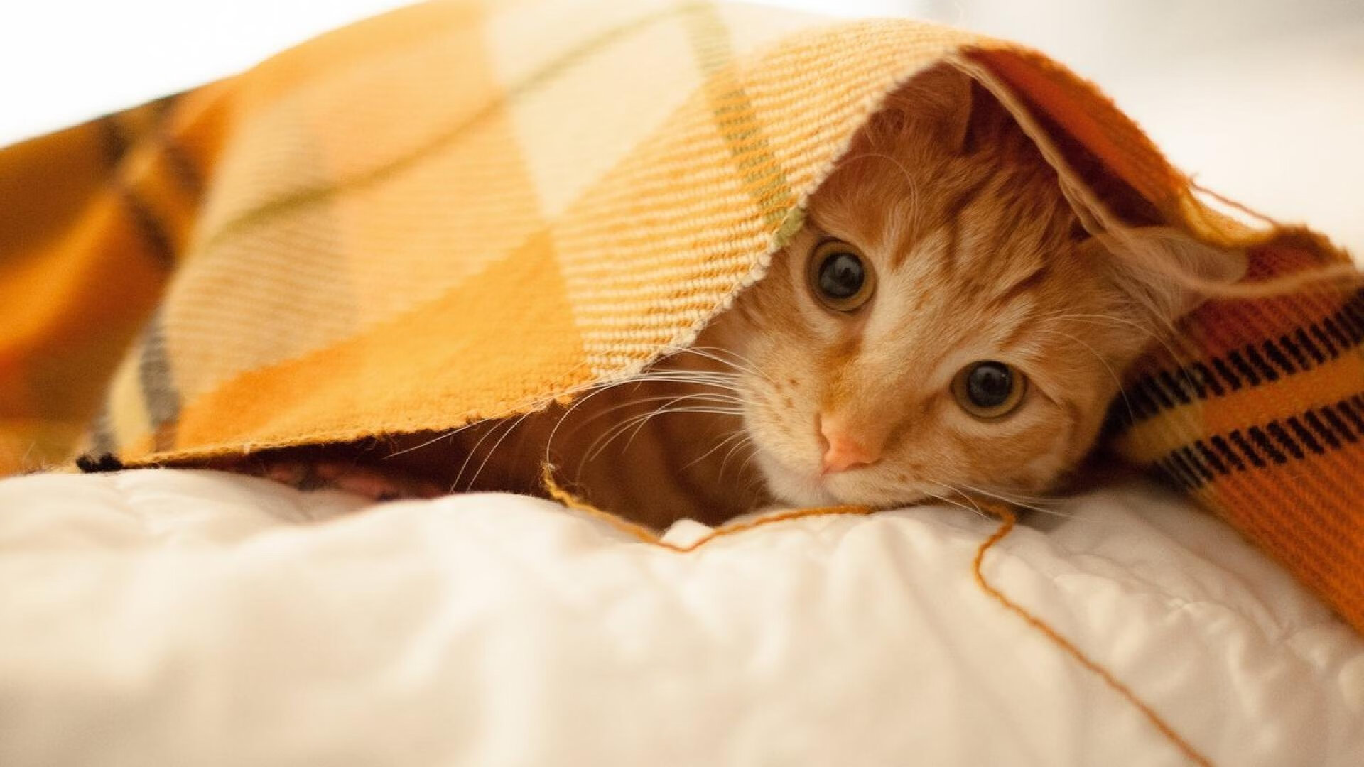 浙江省绍兴市柯桥区、上虞区等区县“水乡的孩子会游泳”公益培训项目，万余名小学生获得免费培训