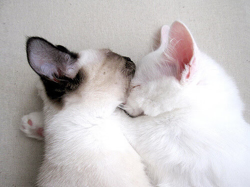 赛季“最牛”的防守阵容,谁能堪比“铁墙”?,2020赛季防守效率