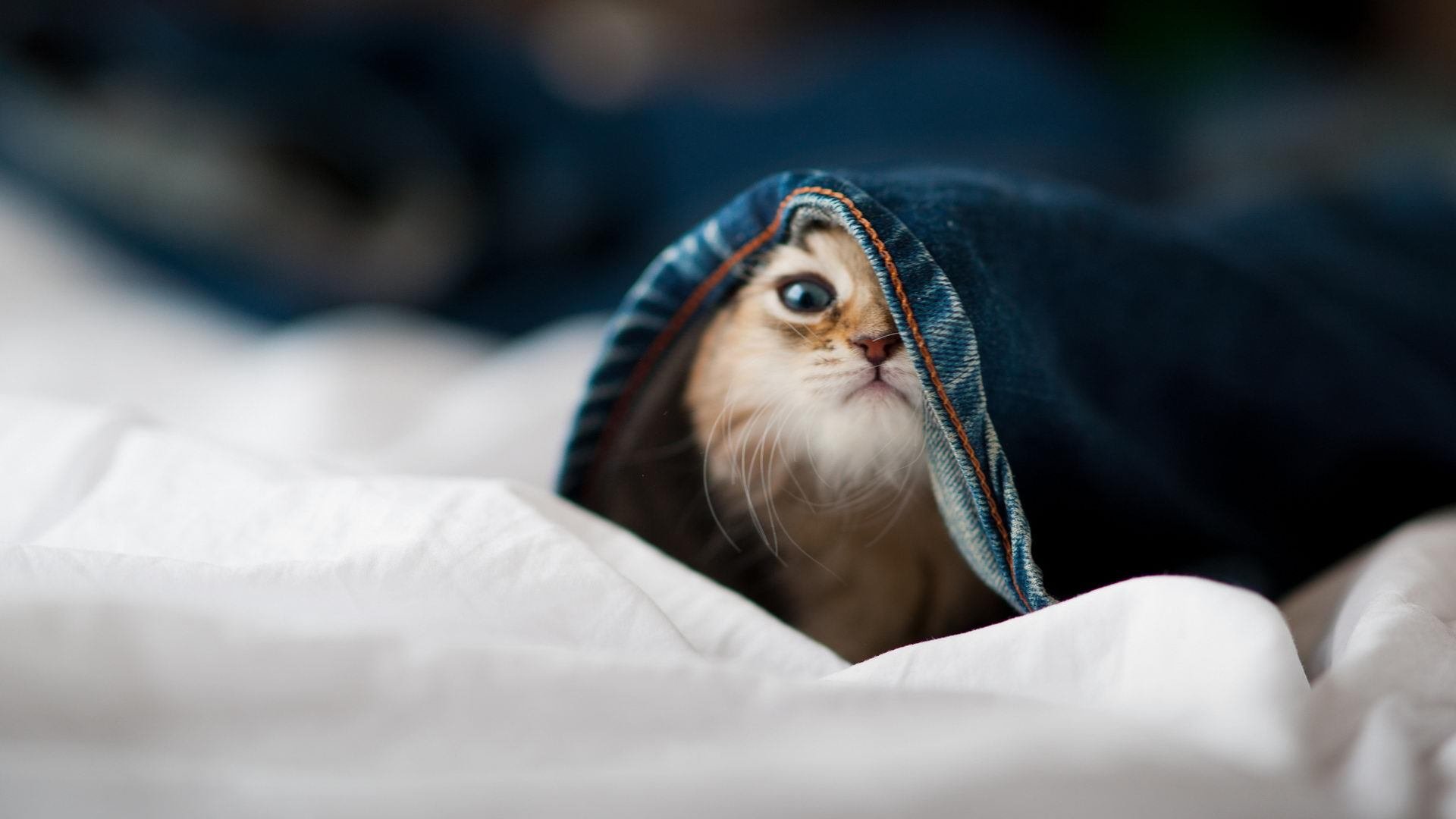 赛季“最震撼的逆转”:你绝对不能错过的逆袭奇迹,季后赛逆转