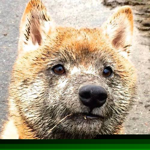 逆境中获胜：车手的经典逆转戏码，逆境翻盘