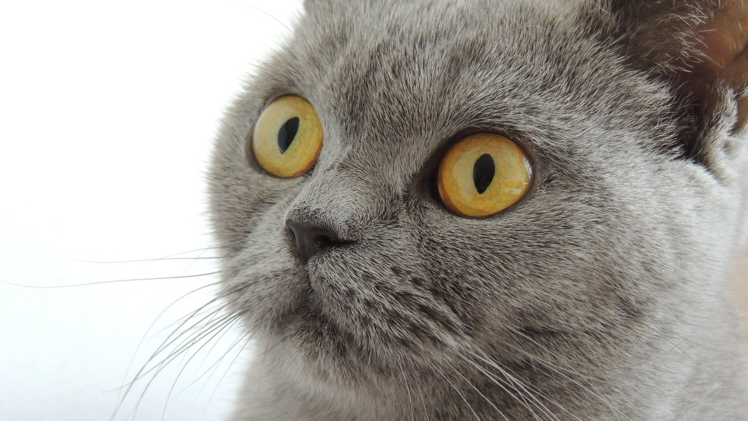 Astralis 在 BLAST Premier 中夺冠,aster冠军