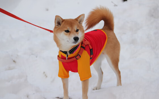 中国队在巴黎奥运会比赛中多次通过二次进攻得分，巴黎奥运会中国运动员