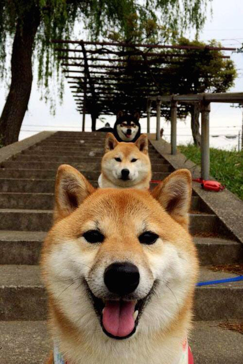 塞内加尔马术协会开展马匹福利宣传活动，提升公众意识。，nar赛马协会