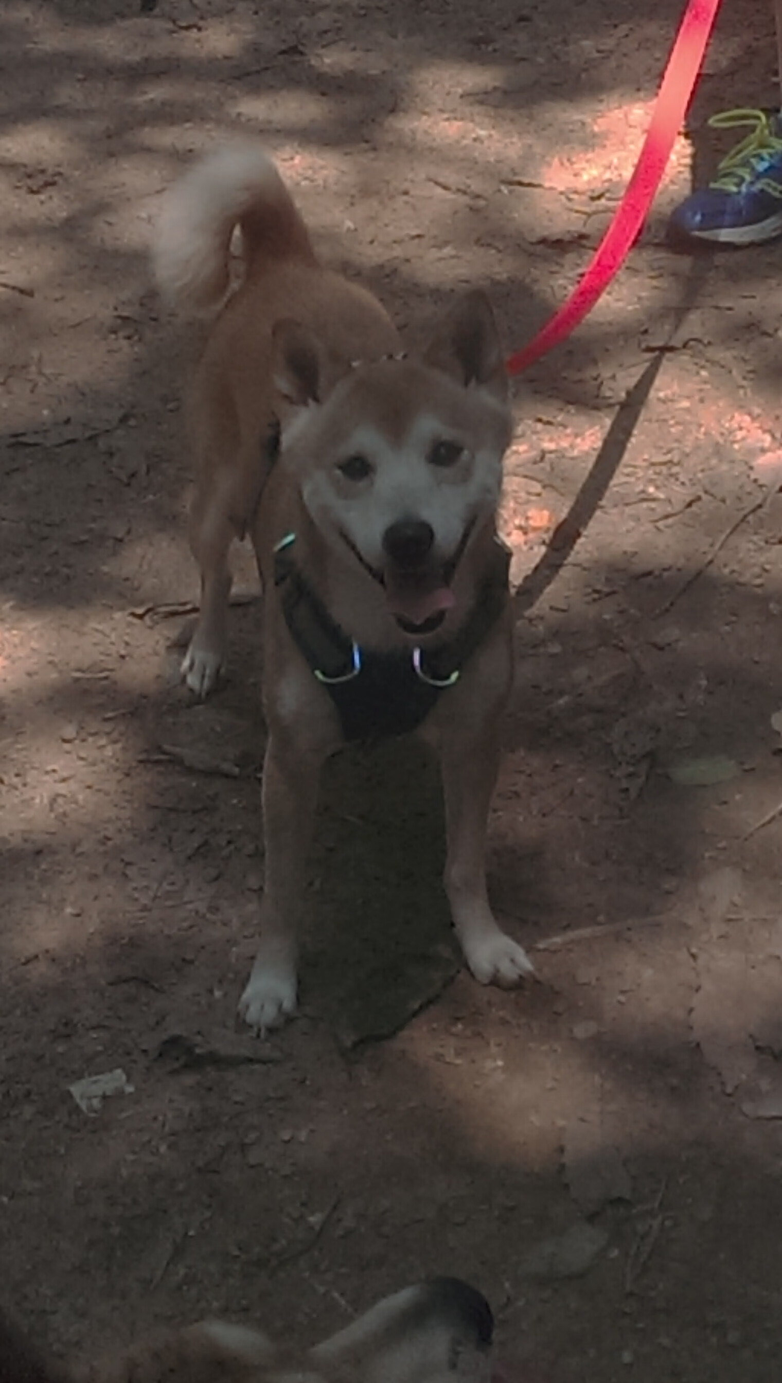 悉尼国王季后赛冲击力十足,悉尼国王赛程