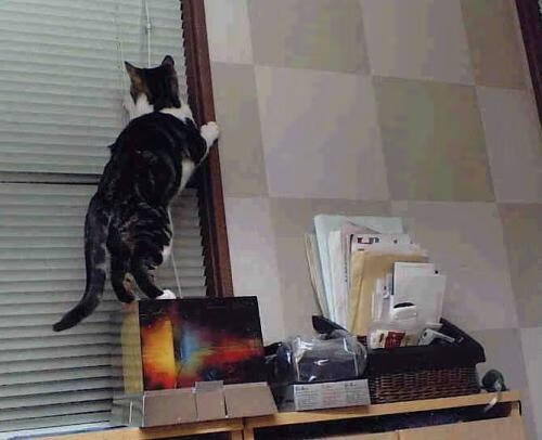 最新足球赛况:女足比赛中的惊险一幕!,女足比赛集锦