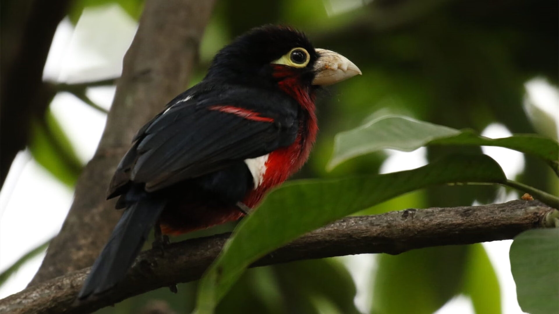瑞士国脚加盟英超劲旅,提升战力与竞争力,瑞士 国际足联