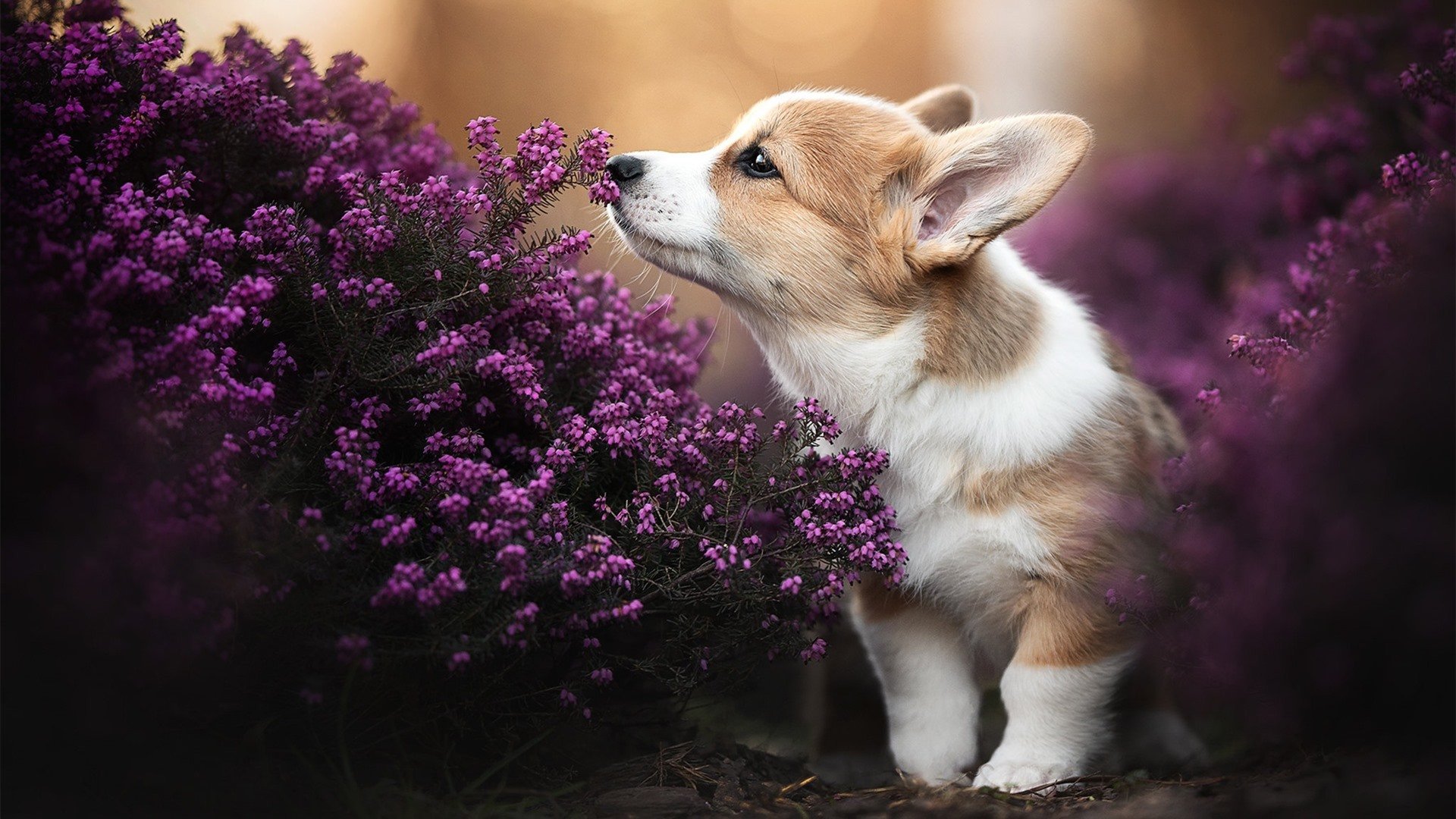 神奇表现频现，球员实力备受质疑，球员球员