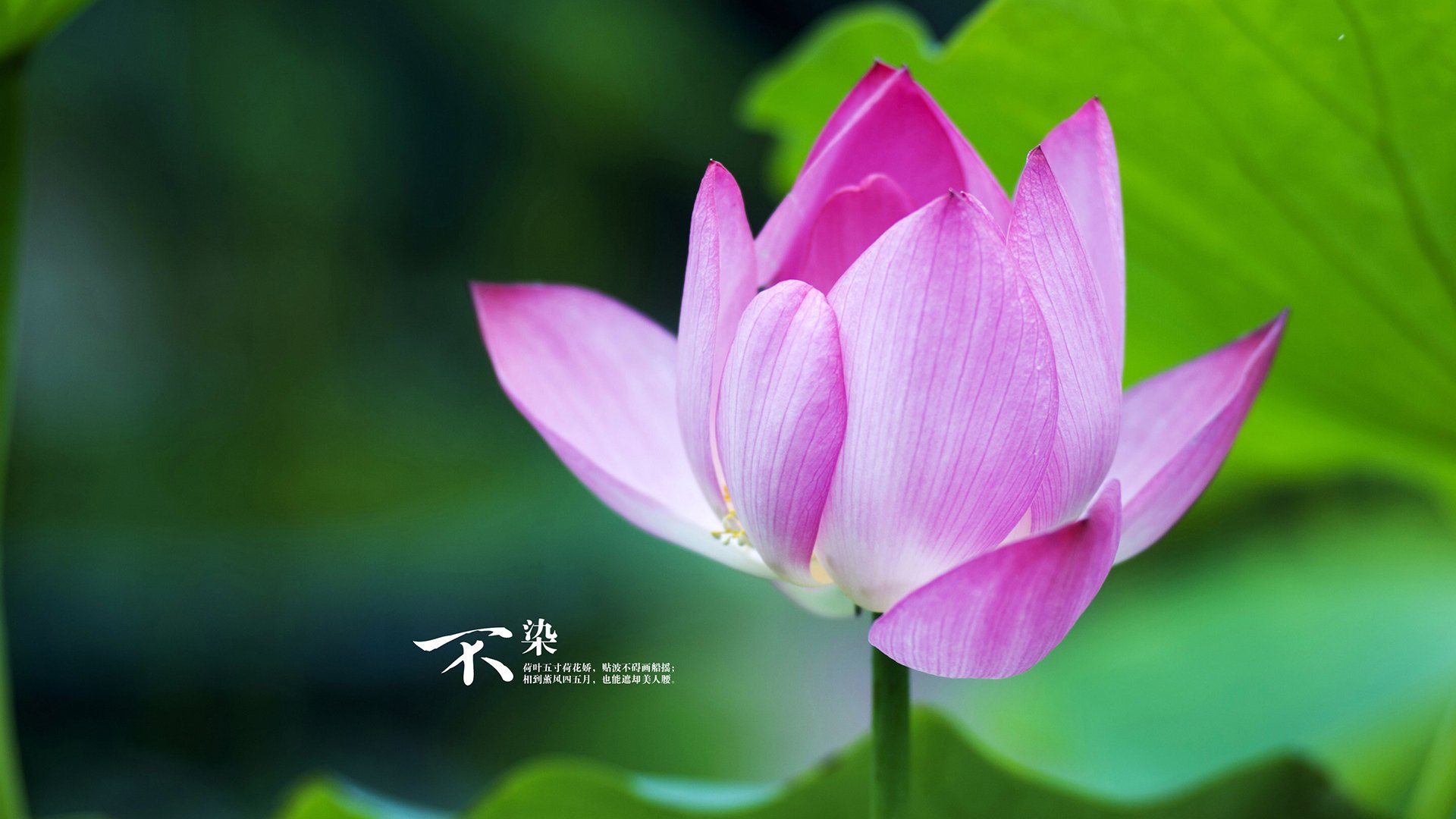 葡萄牙体育年轻球员逐渐成为主力，葡萄牙球员2021