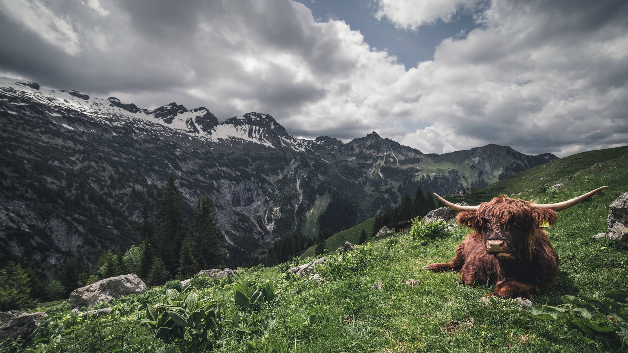 雷霆队新援在比赛中展现出色,球迷心目中新宠,雷霆队新闻