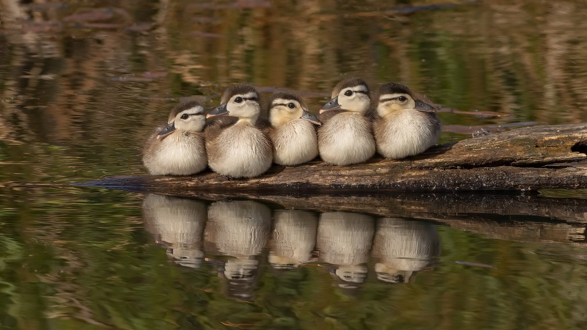 雷霆队连胜未果,主帅指导需要加强,雷霆队2021