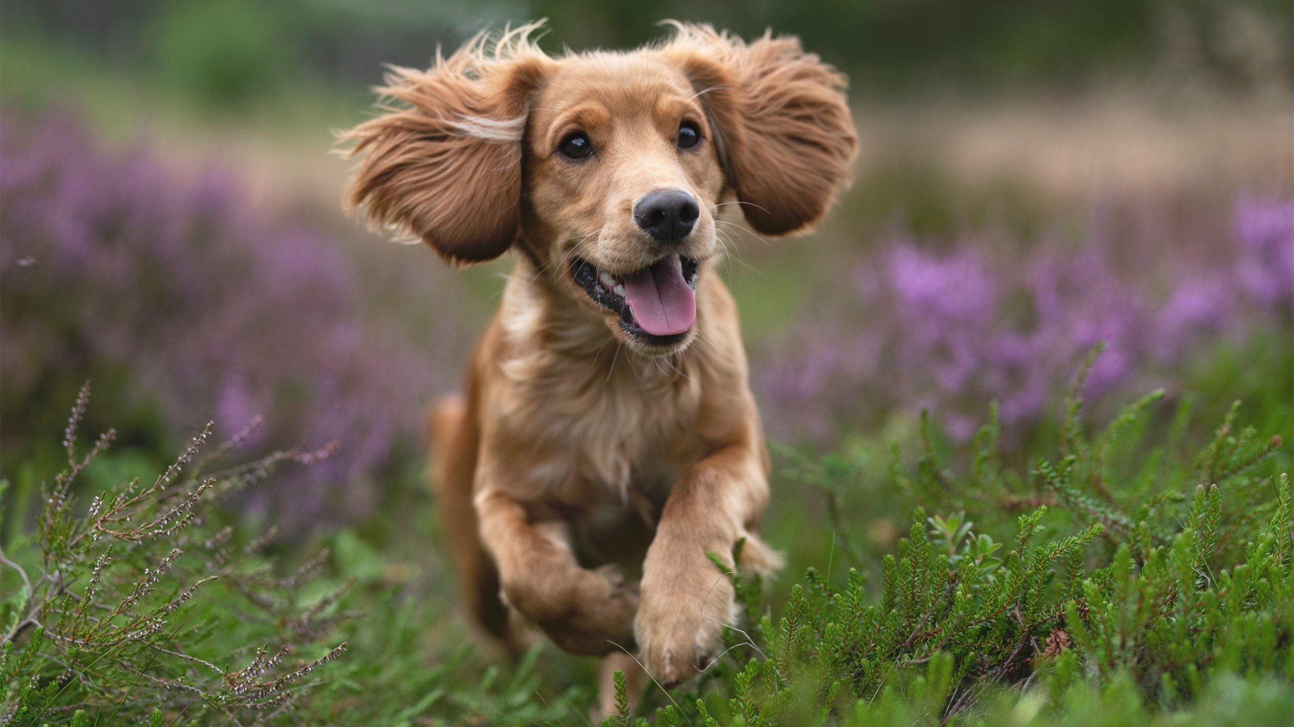 雷霆险胜公牛，东部决赛中亚历山大贡献关键助攻，雷霆队亚历山大百度百科