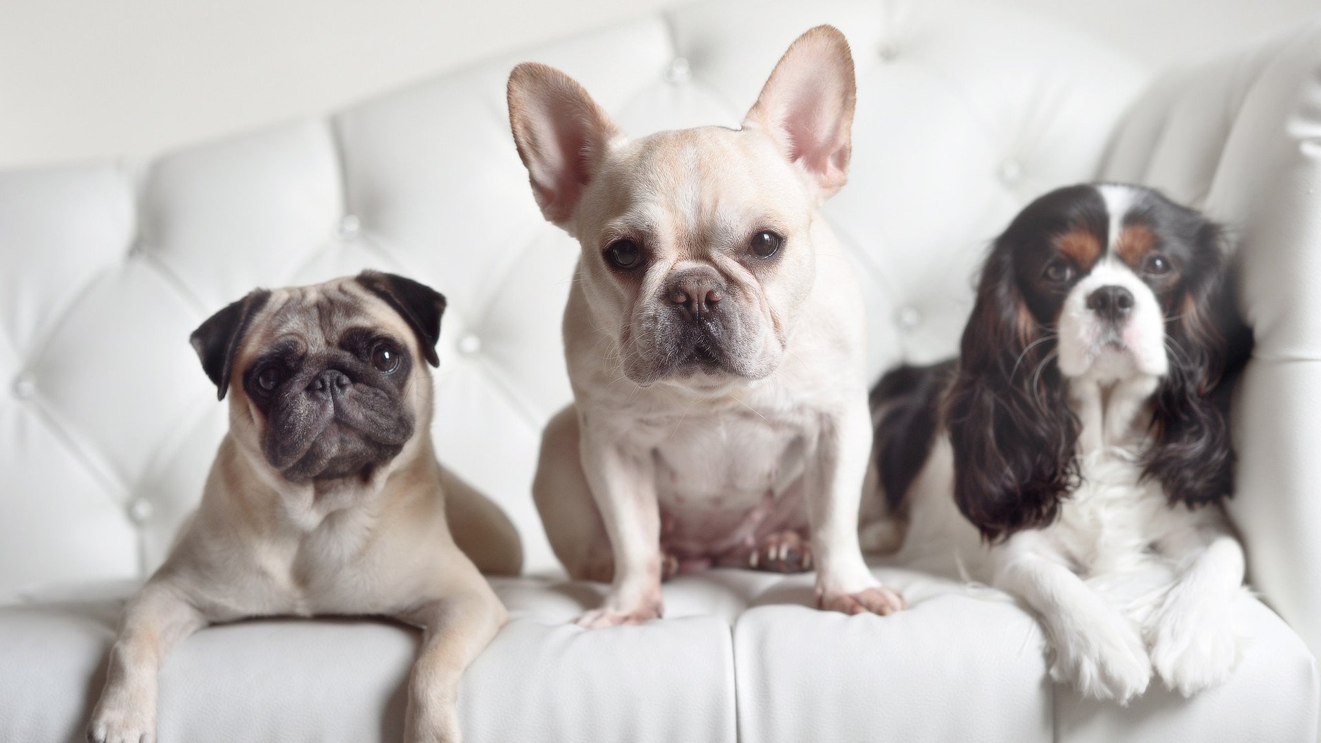 雷霆险胜公牛，东部决赛中亚历山大贡献关键助攻，雷霆队亚历山大百度百科