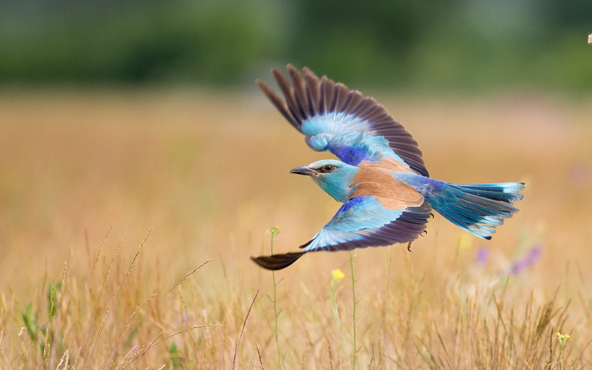 国足替补阵容实力波动趋势数据,国足调整名单