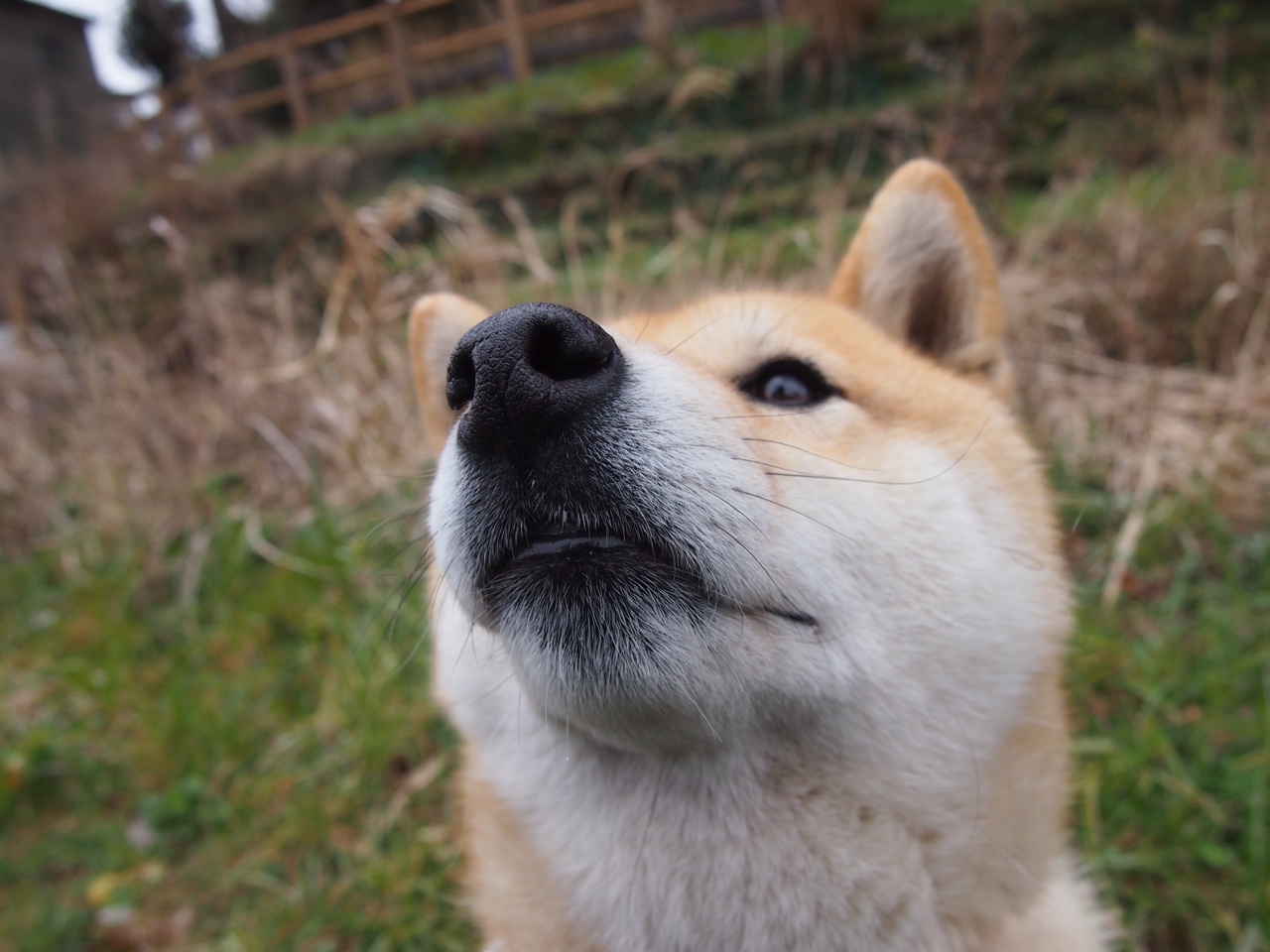 国际田联钻石联赛异军突起,2021年国际田联钻石联赛赛程