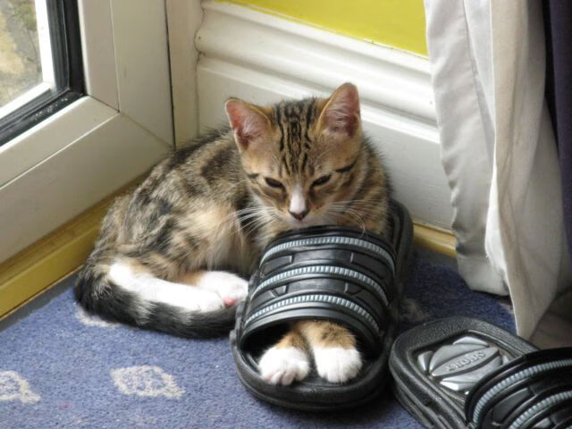 球员伤病防护不足,球员伤病对球员的影响