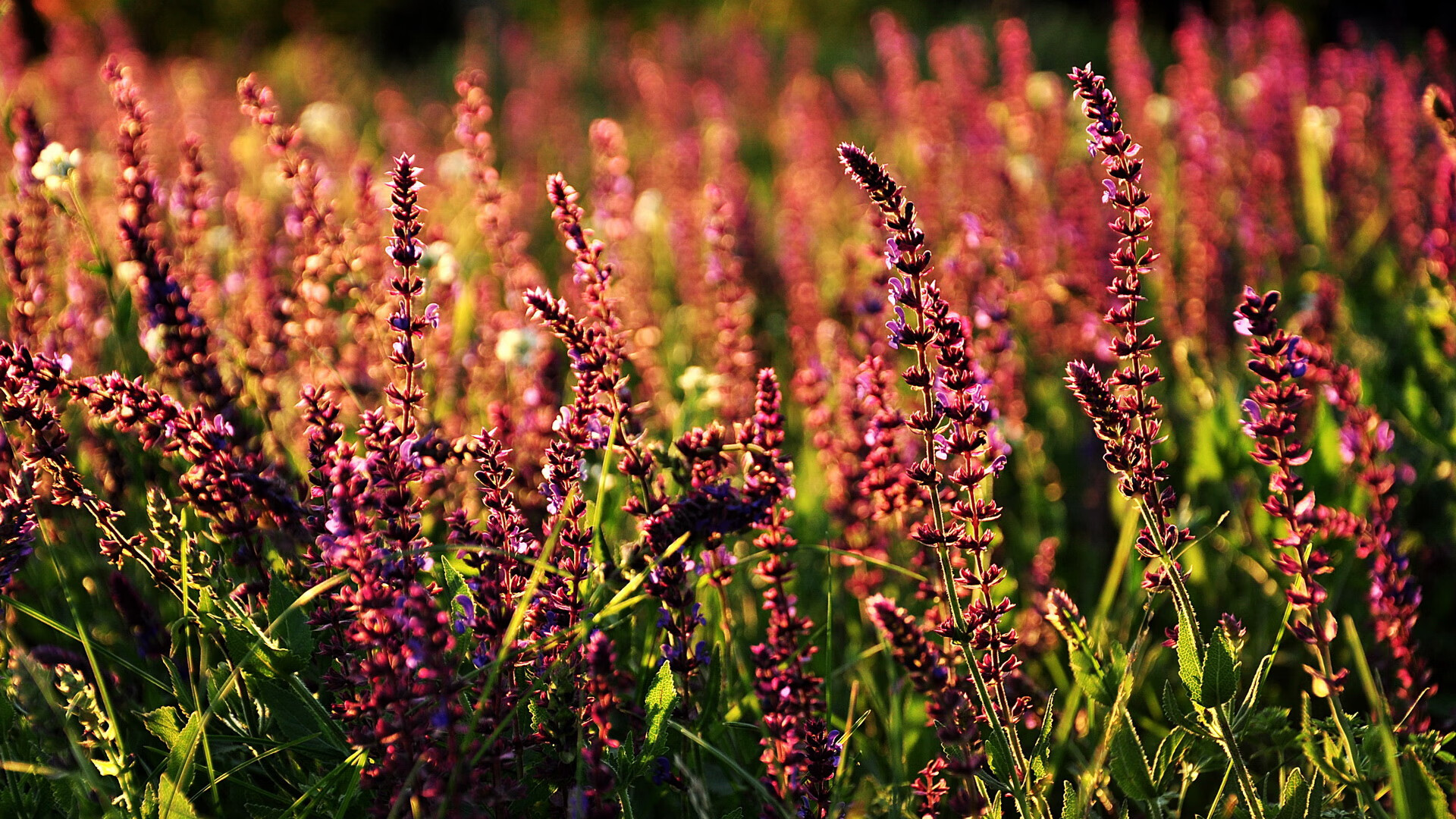 篮球联赛MVP最新评选,篮球联赛mvp最新评选规则