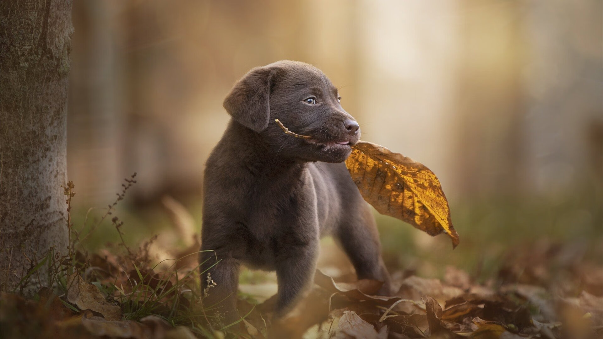 马刺未来计划培养三名年轻核心，马刺潜力球员