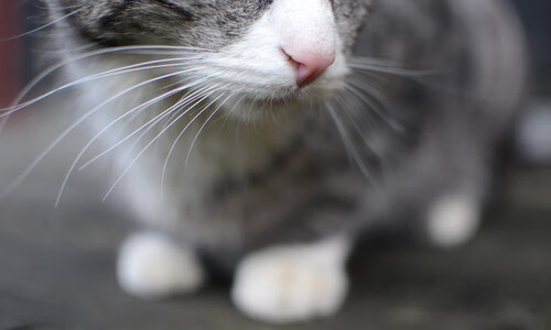 骑士外线球员加练三分投射保持手感火热，骑士内线强吗